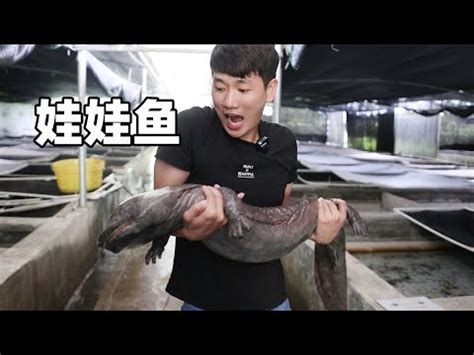 娃娃魚飼養